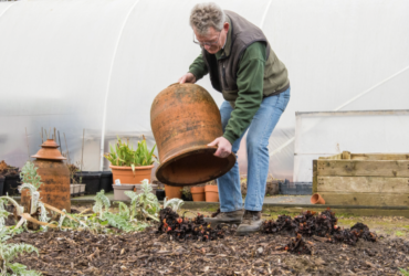 Forcing Rhubarb