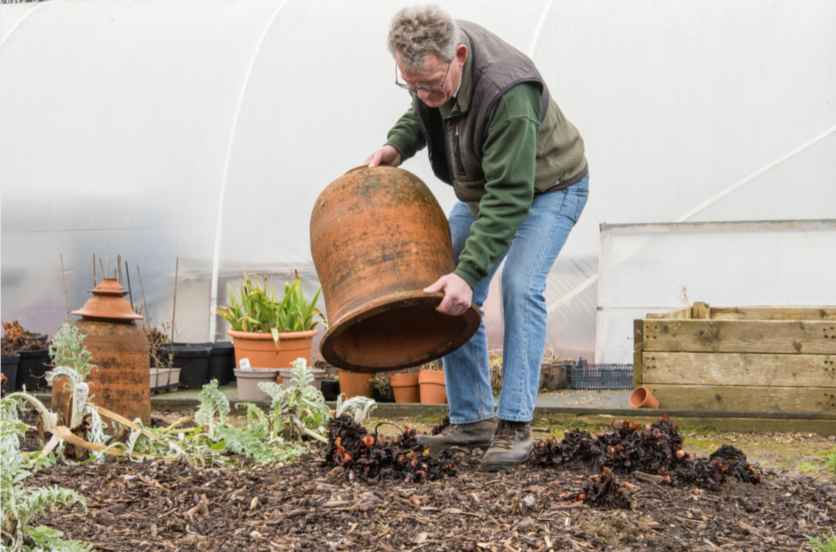 Forcing Rhubarb
