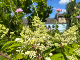 First-time Gardeners