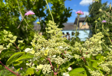 First-time Gardeners