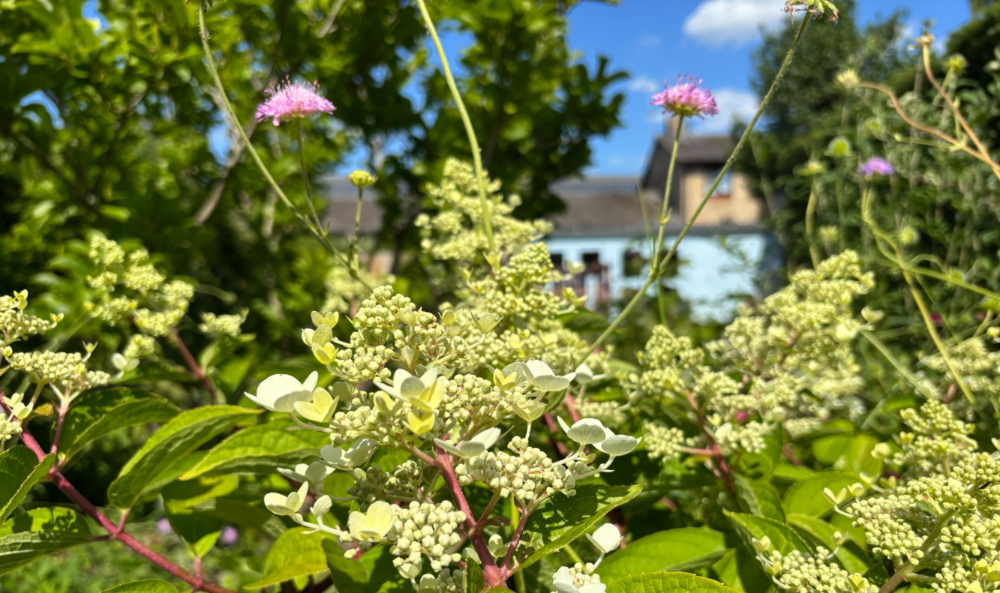 First-time Gardeners