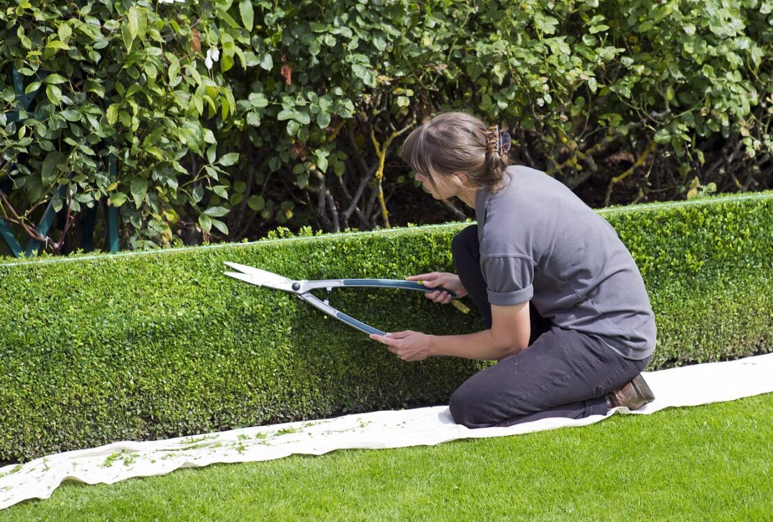 Clipped Box Hedge