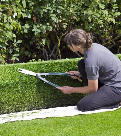 Clipped Box Hedge