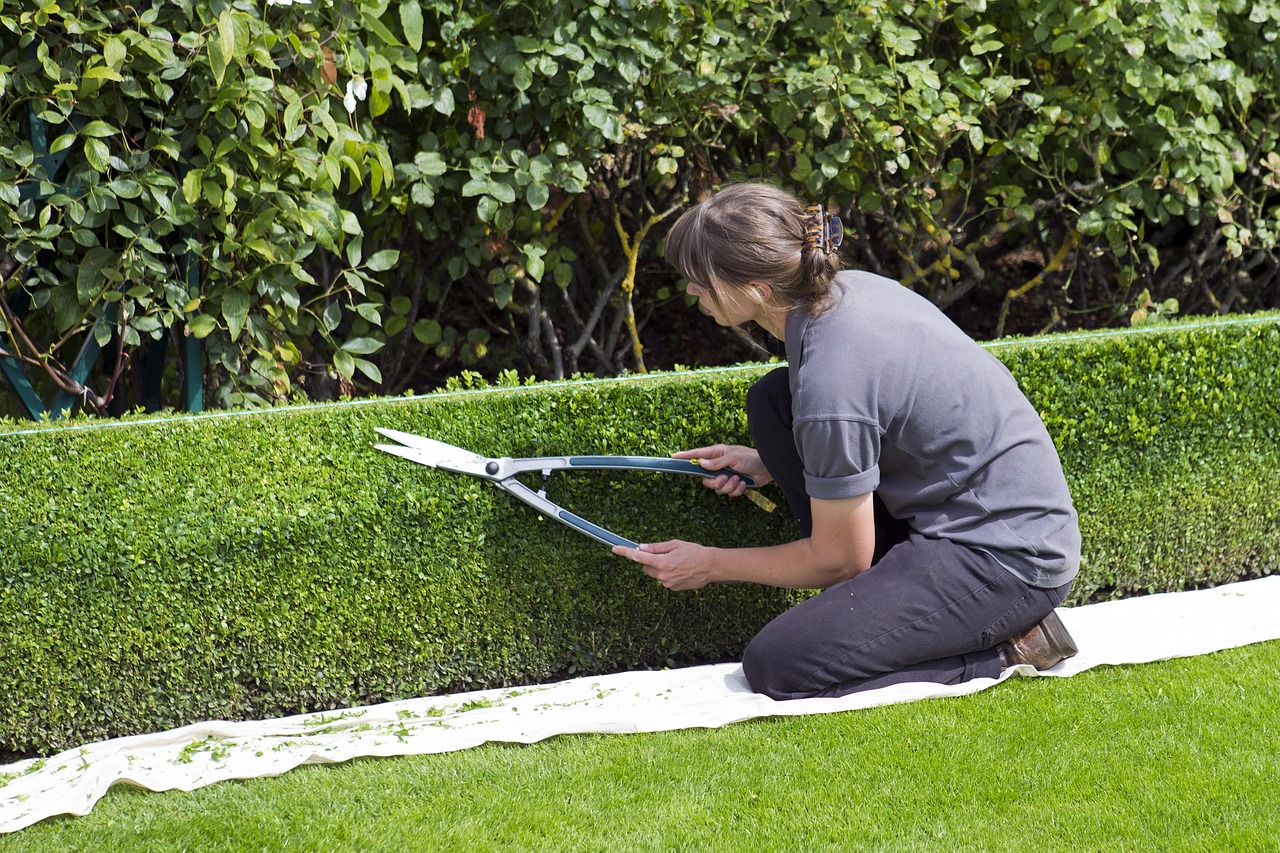 Clipped Box Hedge