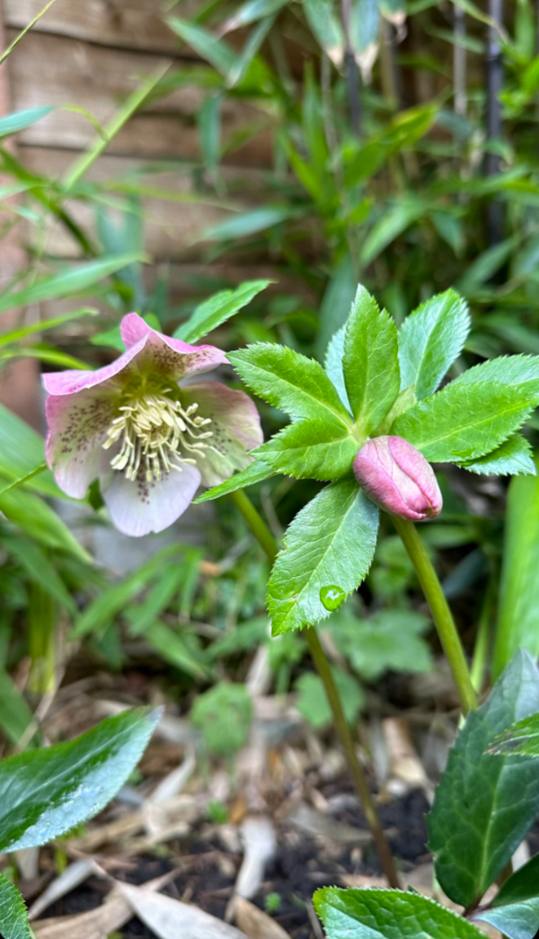 shady garden flowers