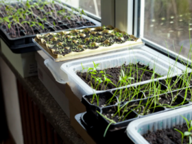 Sowing seeds in March