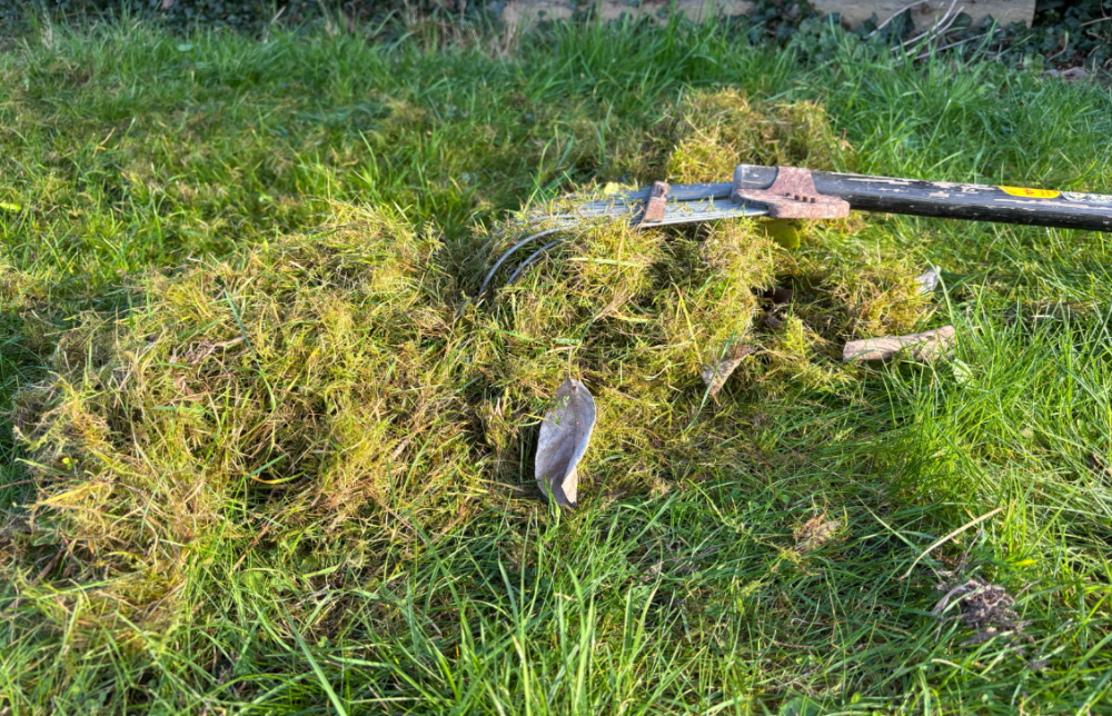 Scarifying the lawn